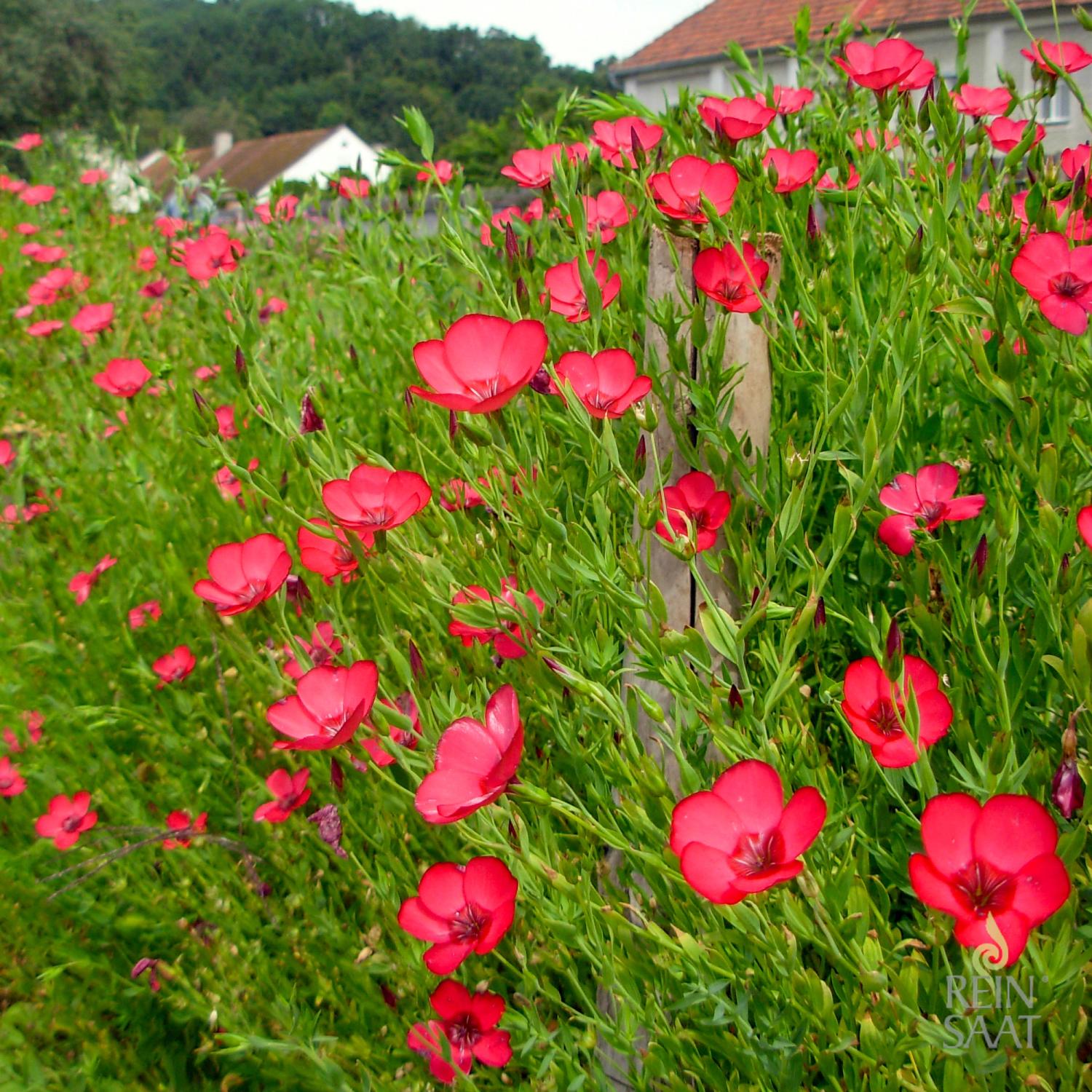 Roter Lein (Linum grandiflorum) Samen