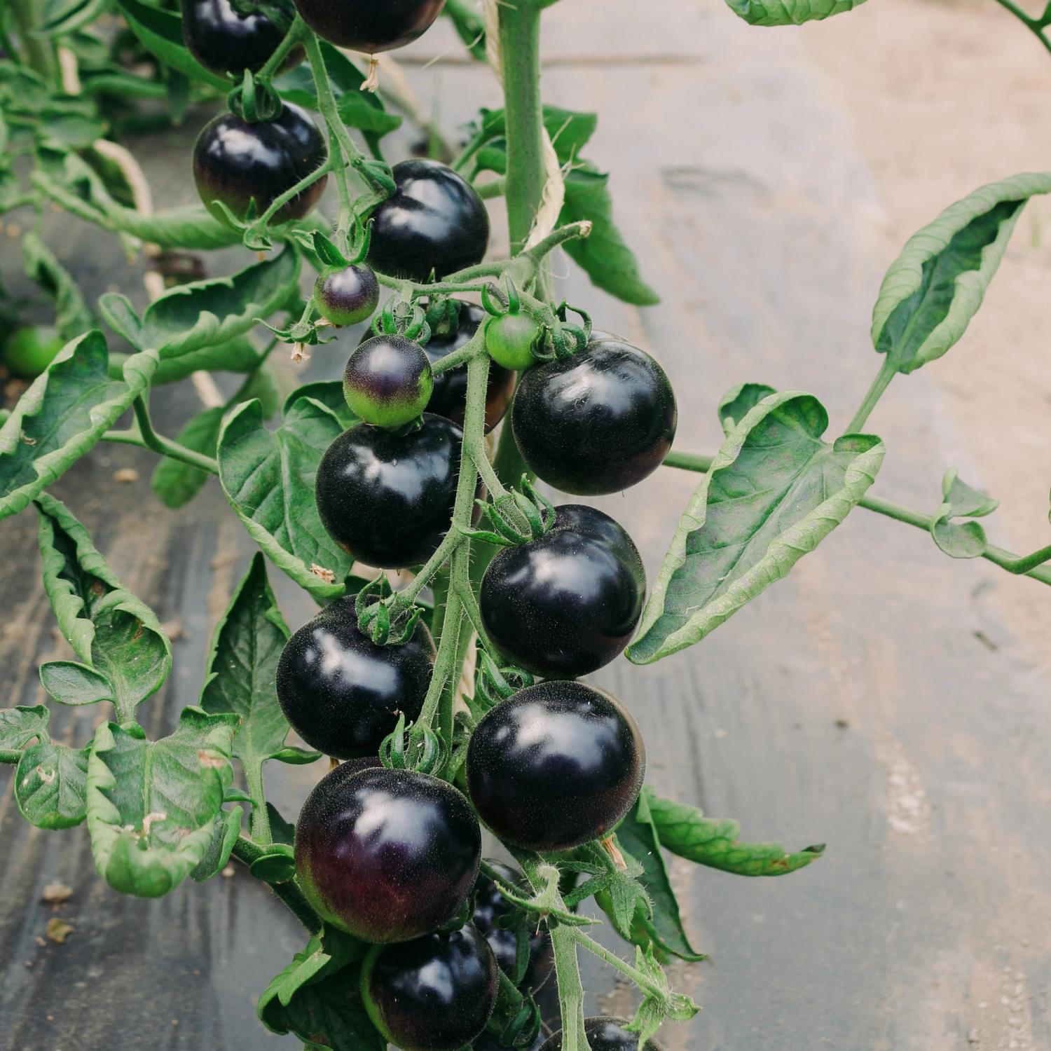 Indigo Rose (Solanum lycopersicum) Samen