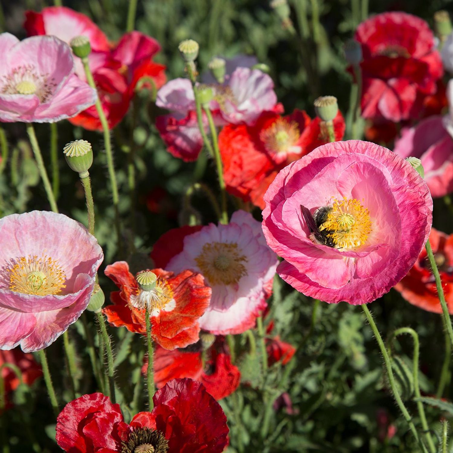 Von Reconvilier (Papaver rhoeas) Samen