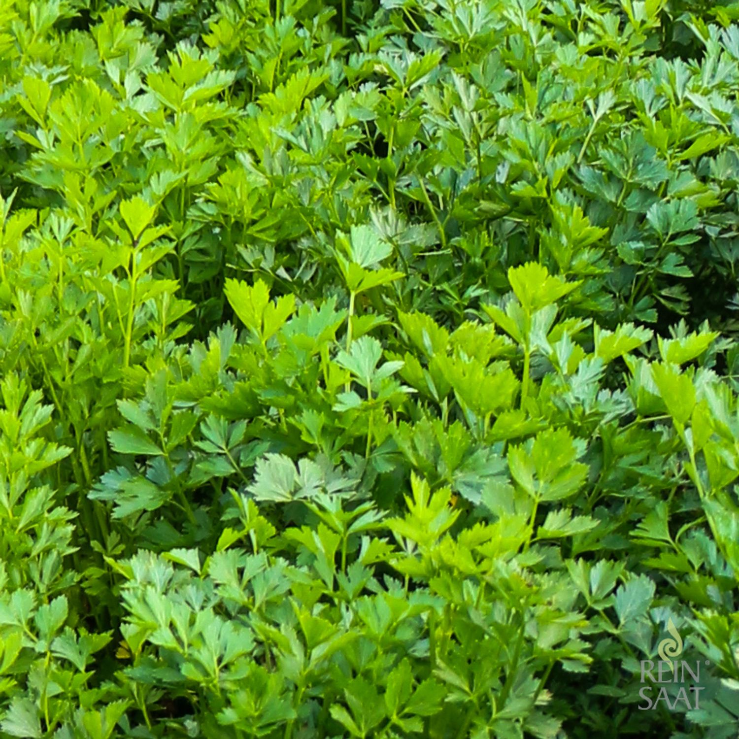Gewone Snij (Apium graveolens var. secalinum) Samen
