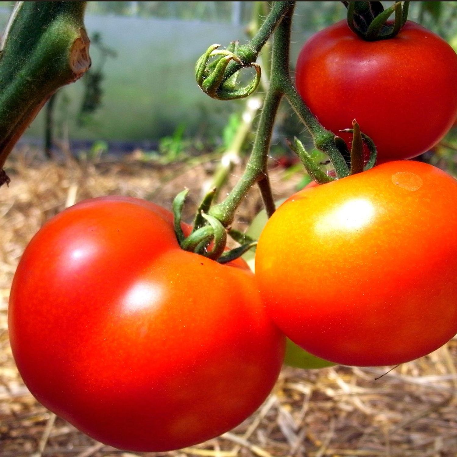 Moneymaker (Solanum lycopersicum) Samen