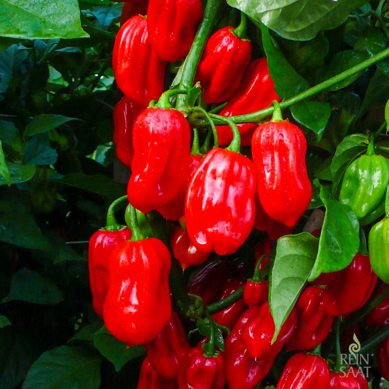 Habanero Tropical Red (Capsicum chinense) Samen