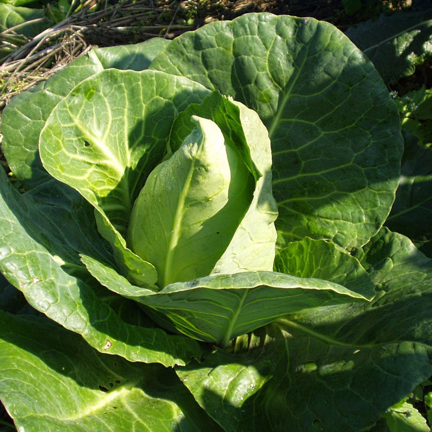 Chateaurenard (Brassica oleracea convar. capitata) Samen