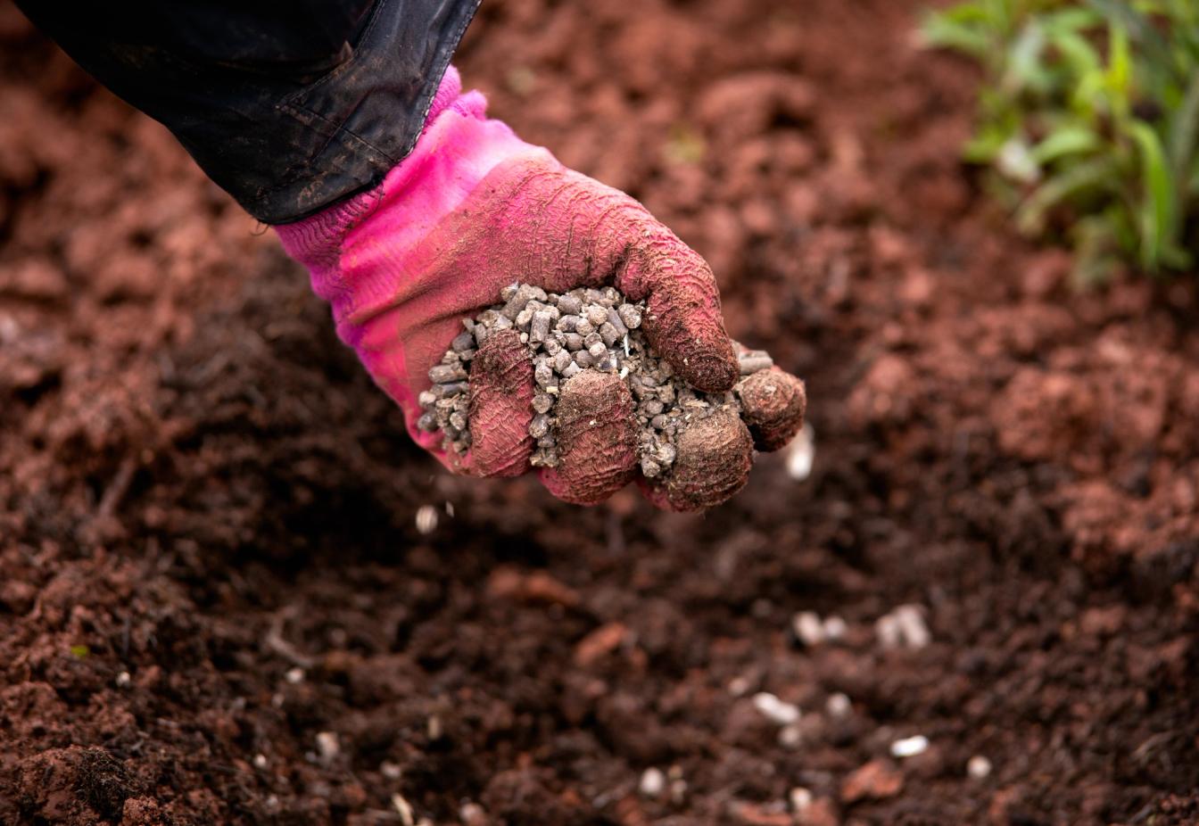 Hühnerdünger-Pellets werden in den Boden eingearbeitet.