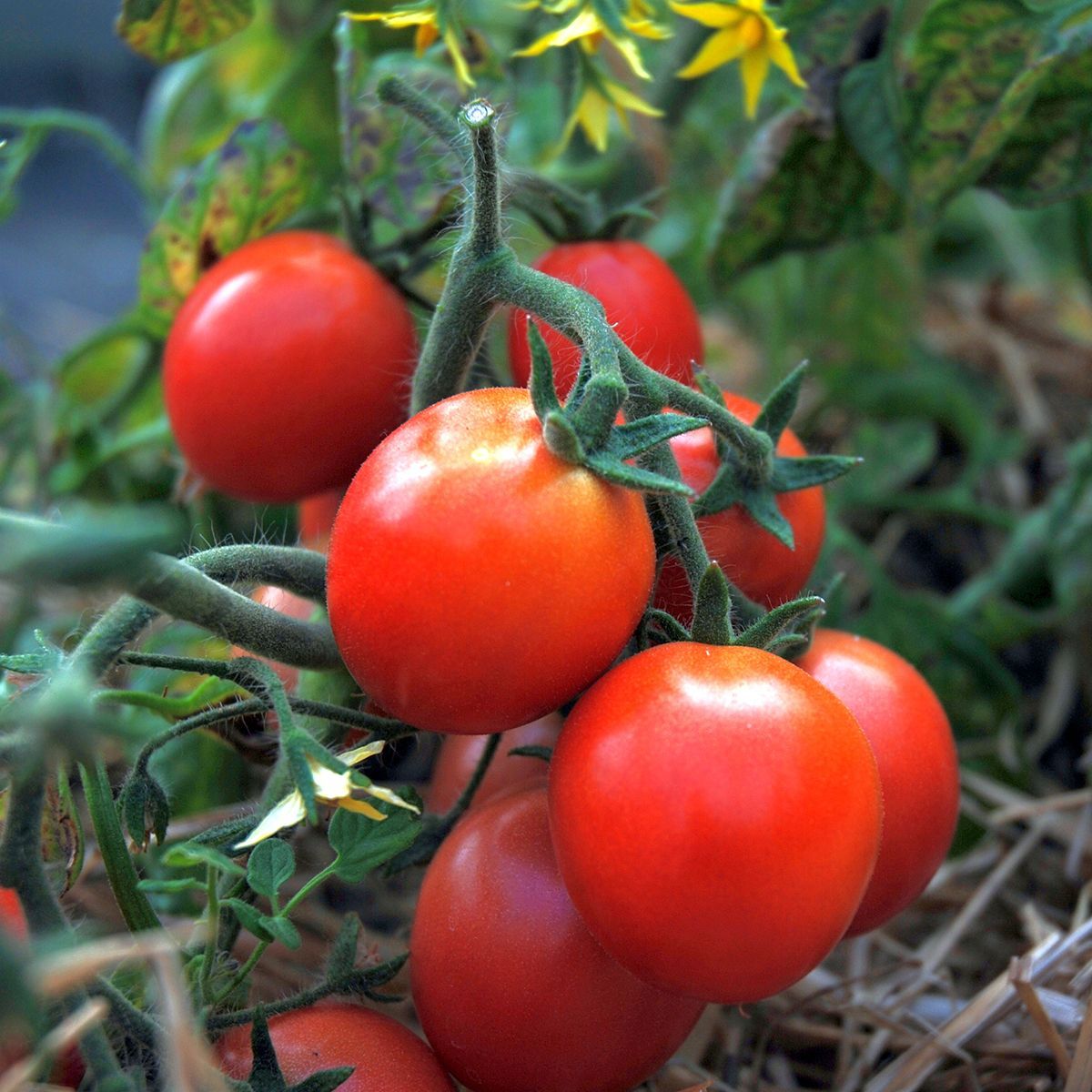 Ampeltomate (Solanum lycopersicum) Samen