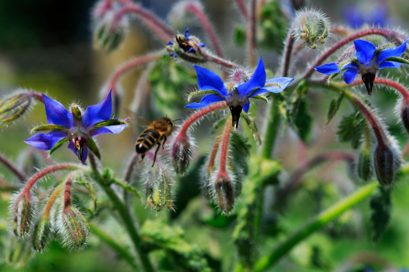 Borretsch (Borago officinalis)