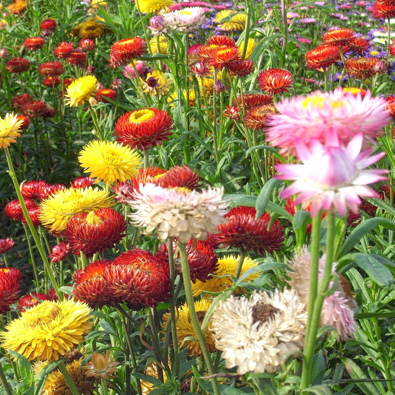 Strohblume Roggli Riesen (Xerochrysum bracteatum) Samen