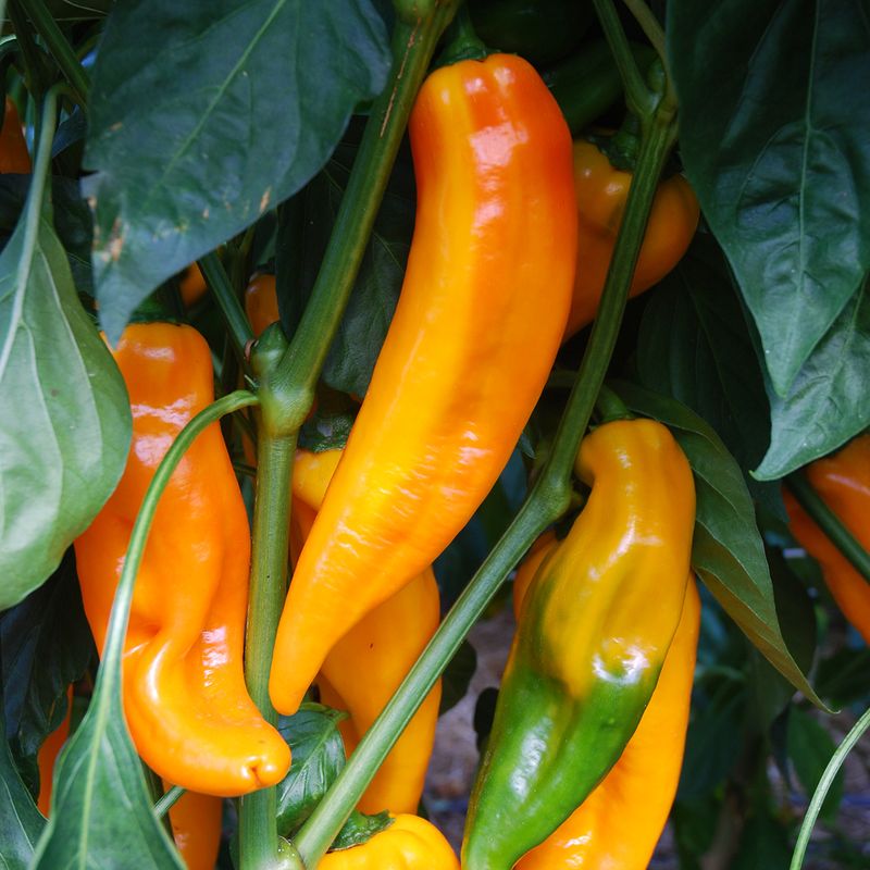 Produktbild von Ungarischer Spitzpaprika Samen – 10 Samen, Hoher Ertrag, Scharf & Aromatisch Für Garten Oder Balkon