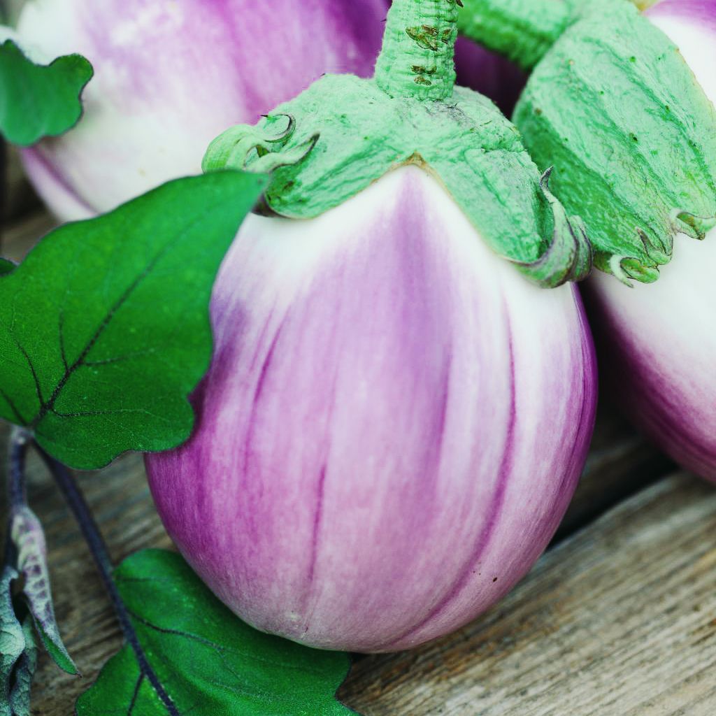 Zucchini Samen ‚Bianca Di Trieste‘ – Ertragreiche Italienische Sorte, Hellgrüne Früchte, Saatgut Für Ca. 10 Pflanzen