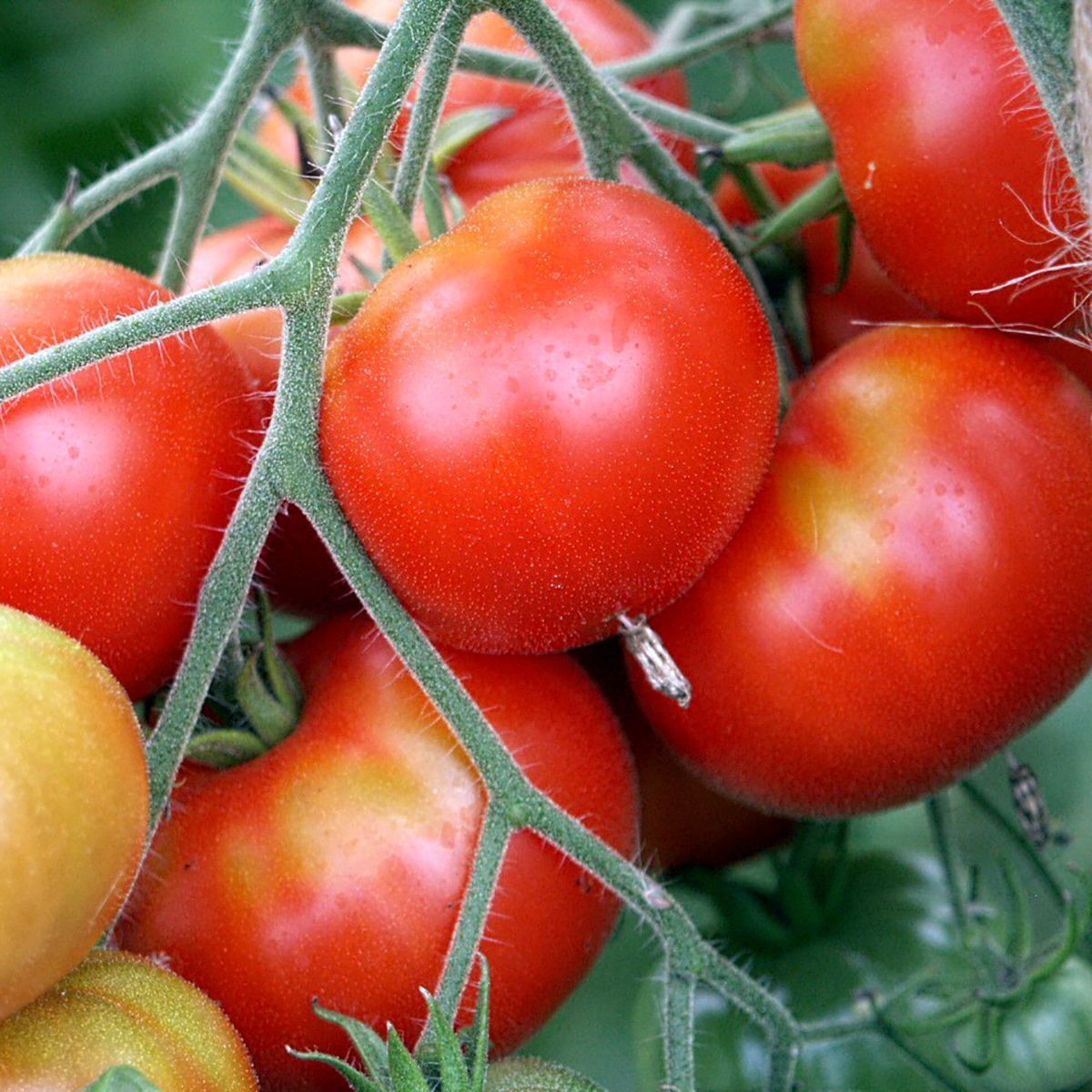 Wladiwostok (Solanum lycopersicum) Samen