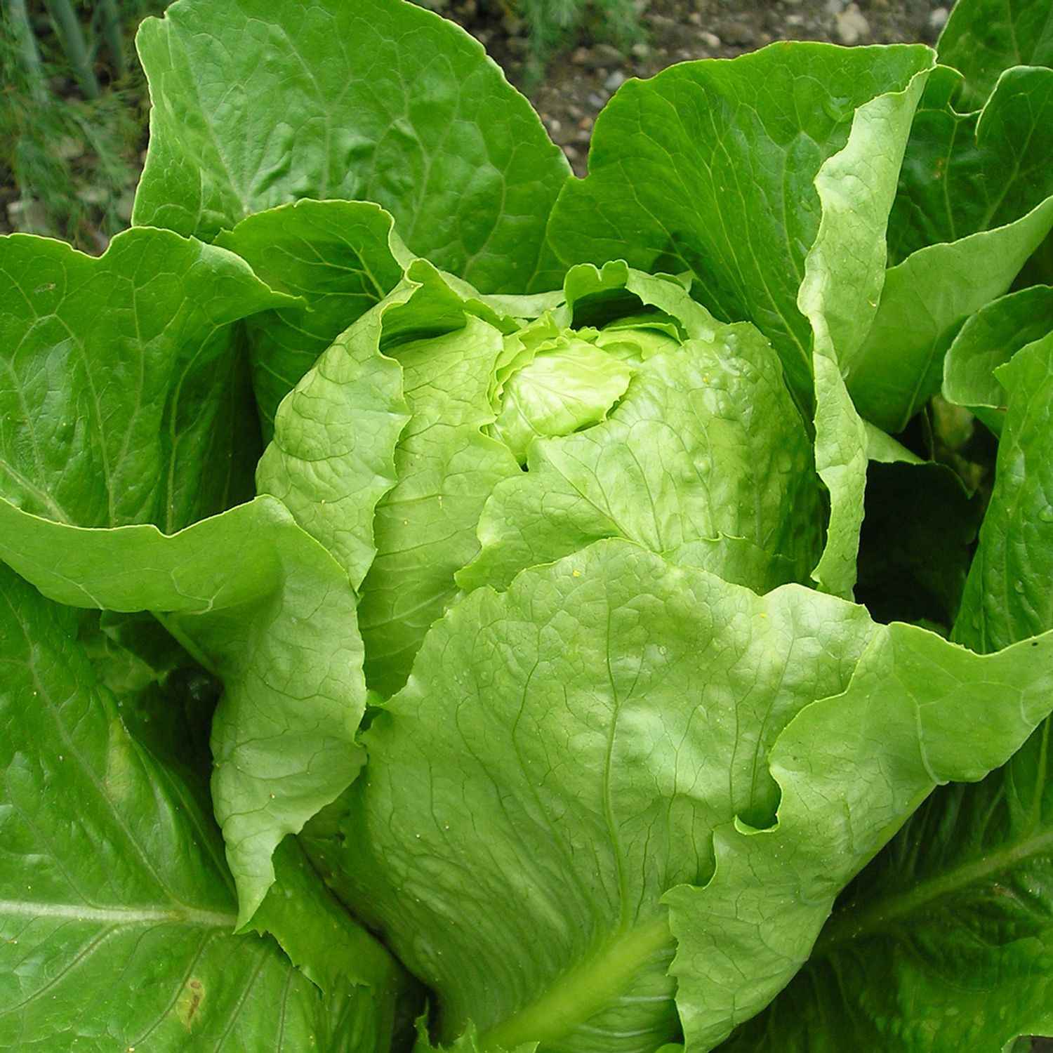 St. Blaise (Lactuca sativa var. romana) Samen