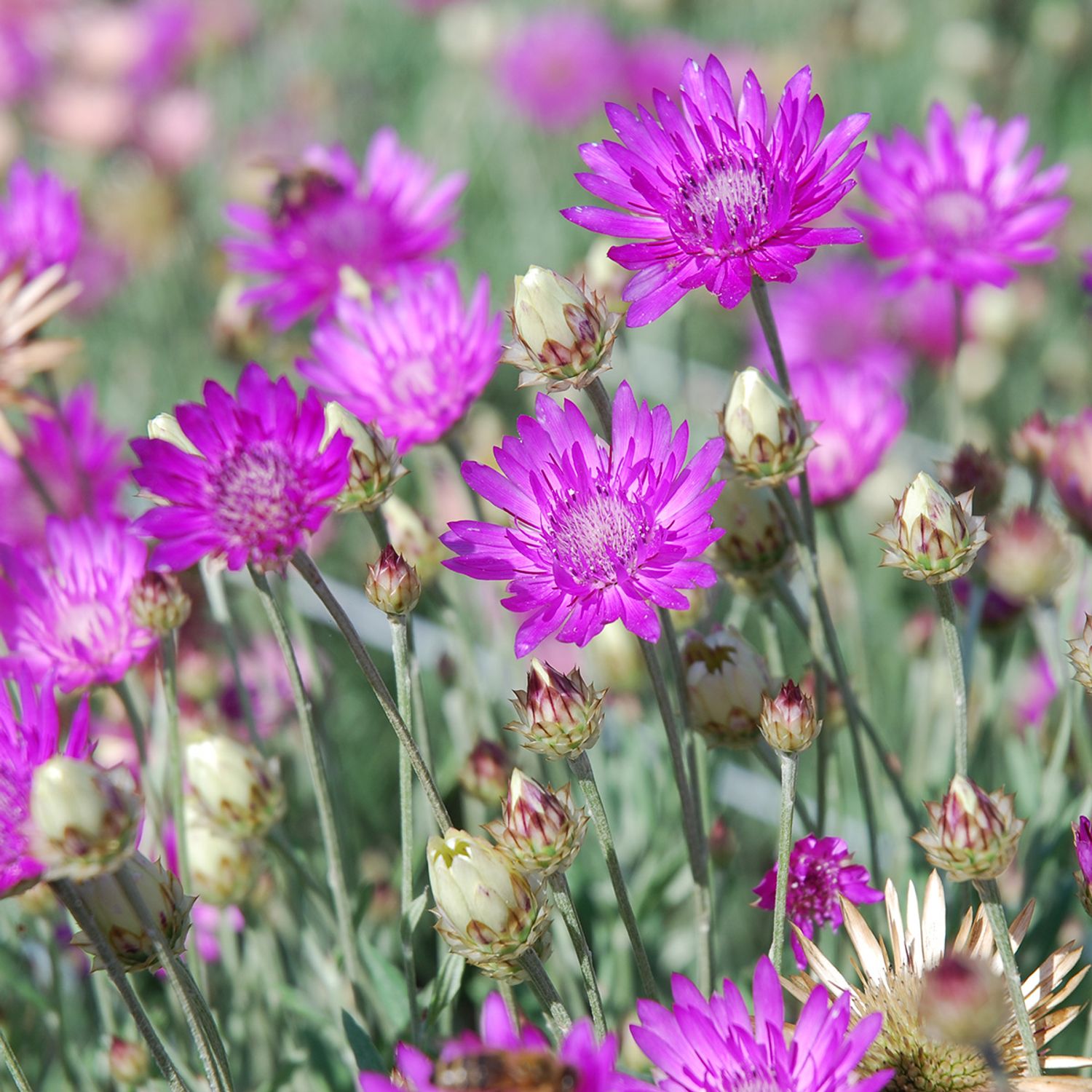 Papierblume Violetta (Xeranthemum annuum) Samen