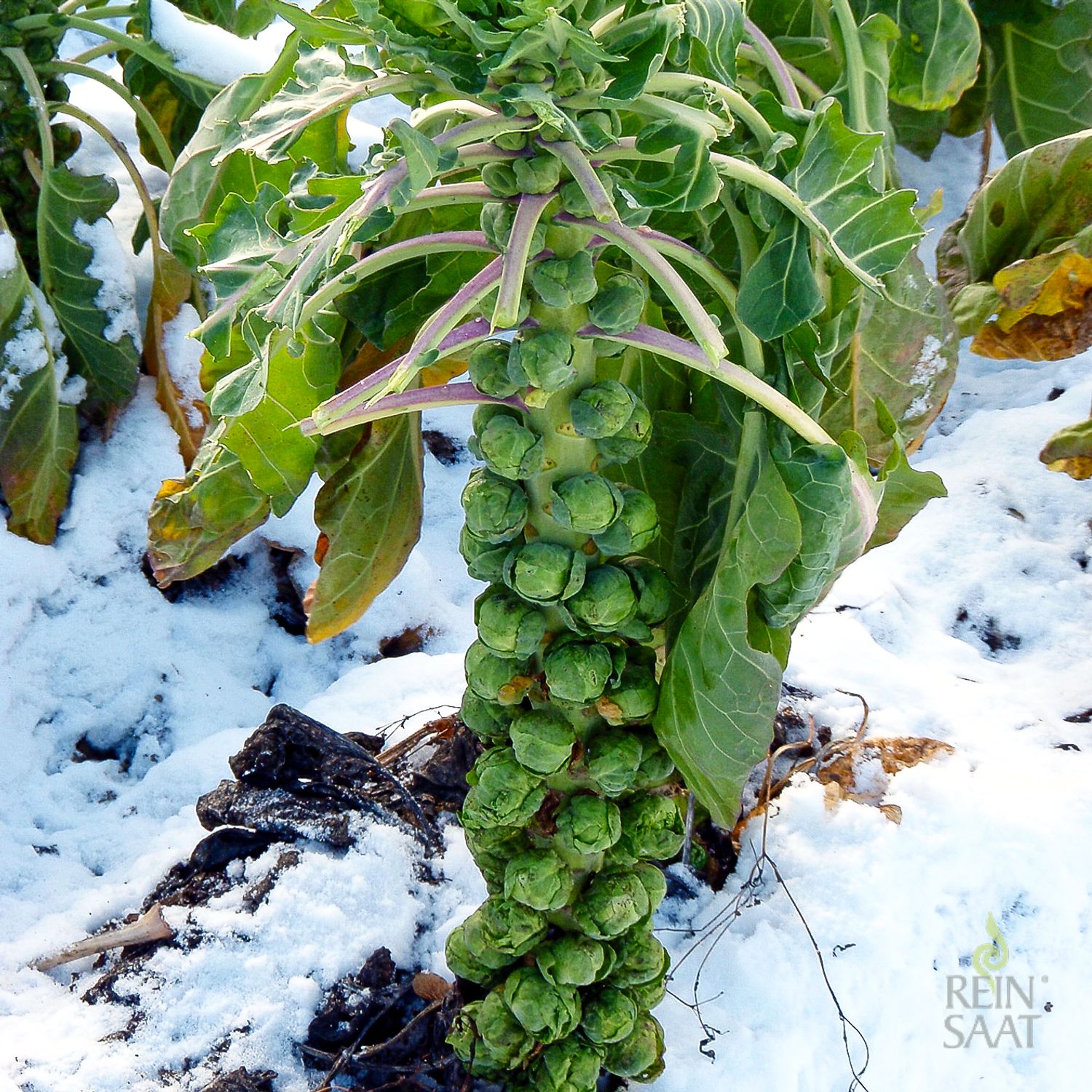 Groninger (Brassica oleracea var. gemnifera) Samen