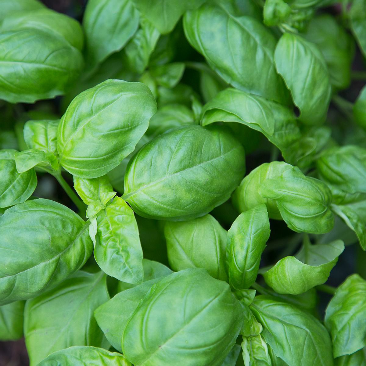 Basilikum (großblättrig) (Ocimum basilicum) Samen