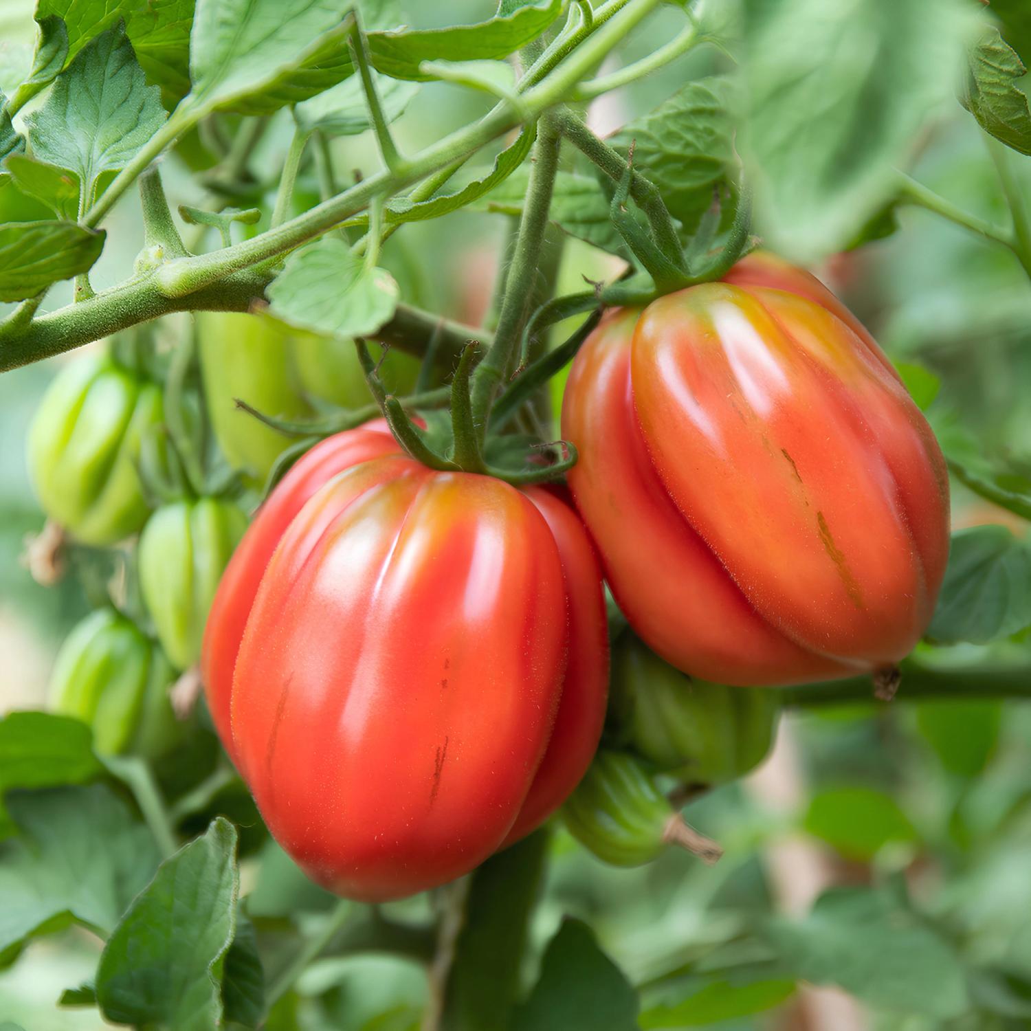 Coeur de Boeuf Albenga (Solanum lycopersicum) Samen