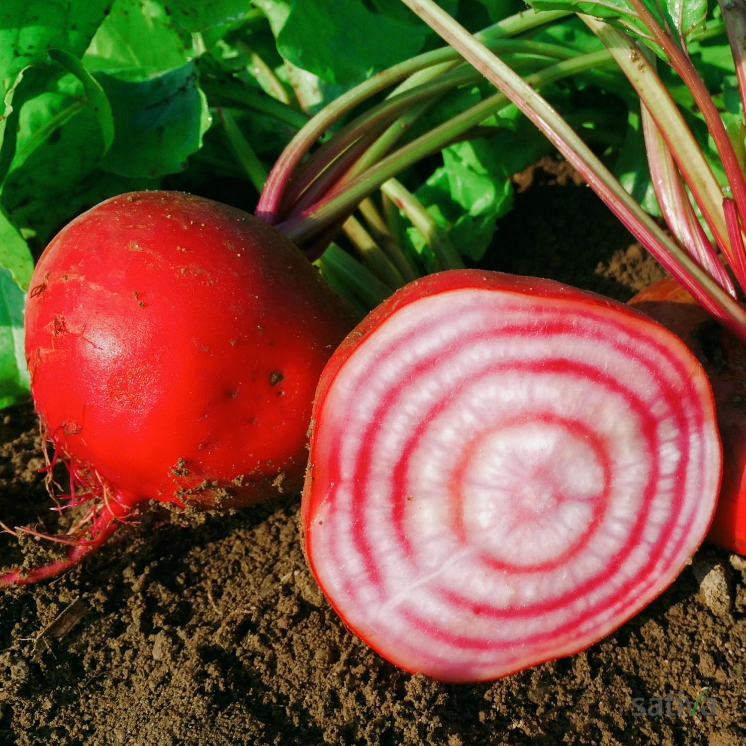 Chioggia (Beta vulgaris conditiva) Samen