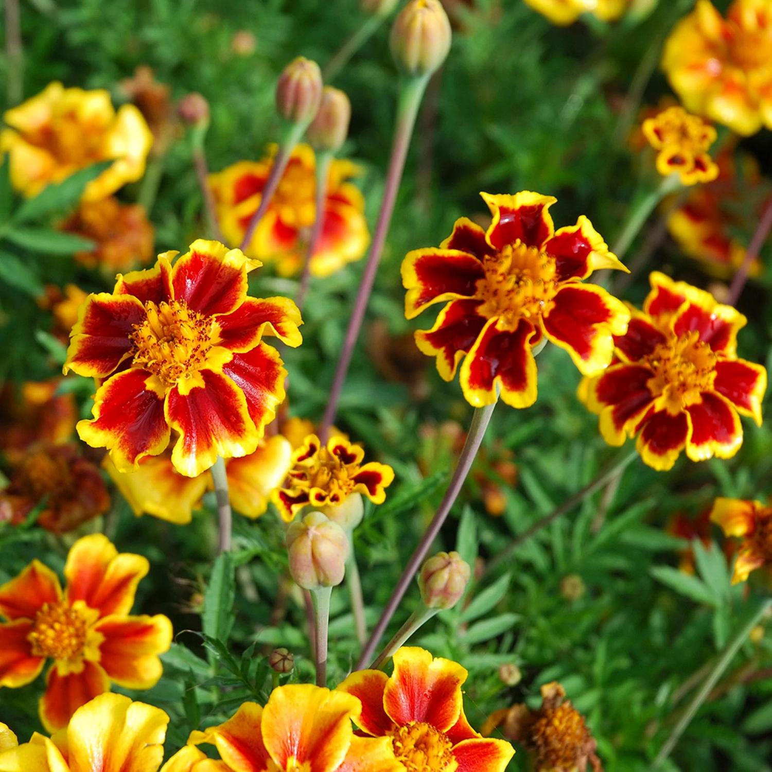 Ehrenlegion (Tagetes patula nana) Samen