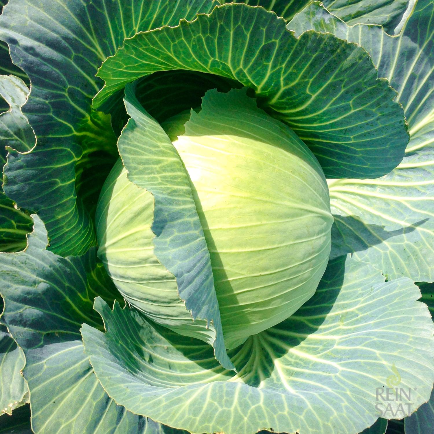 Türkis (Brassica oleracea convar. capitata var. alba) Samen