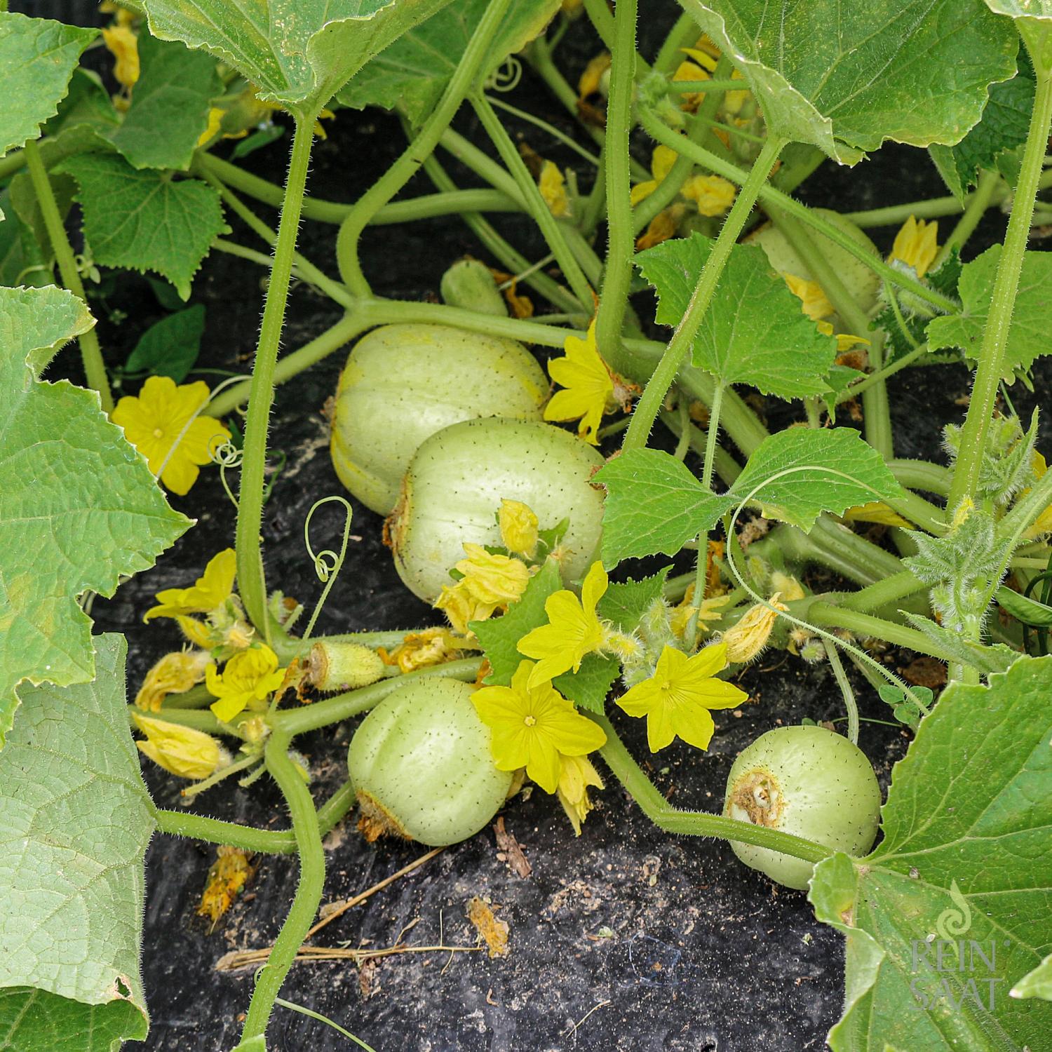 Limona (Cucumis sativus) Samen