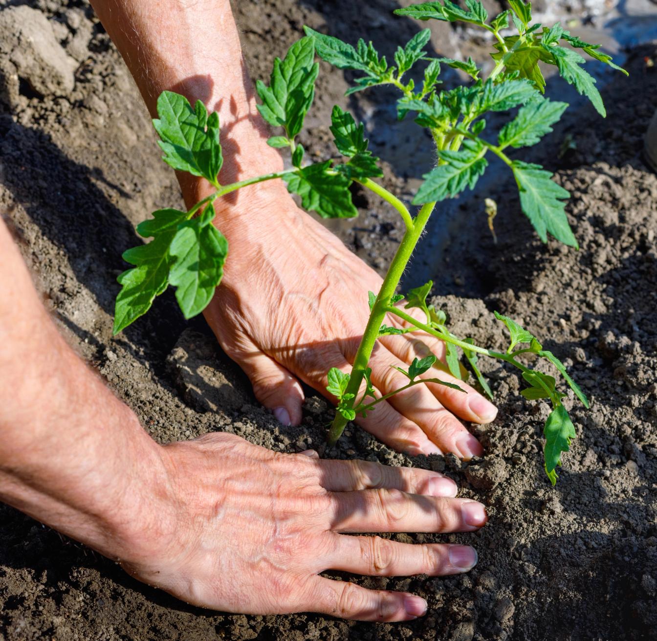 Junge Tomatenpflanze wird ins Freiland ausgesetzt