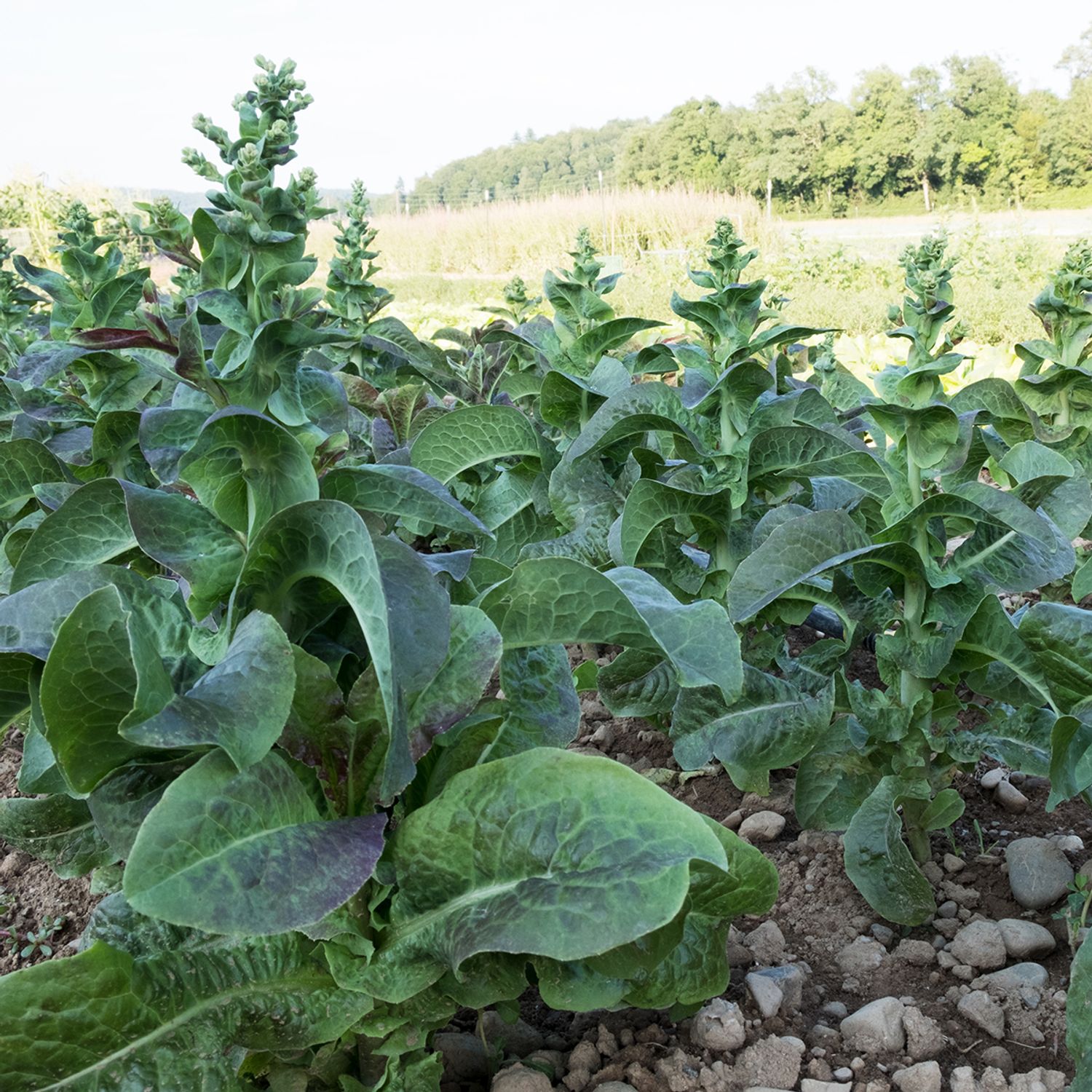 Cracoviensis (Lactuca sativa) Samen