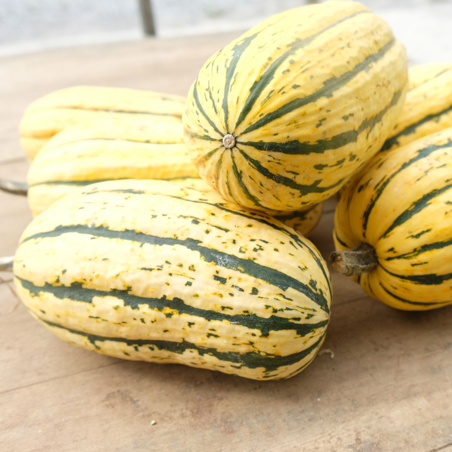 Bush Delicata (Cucurbita pepo) Samen