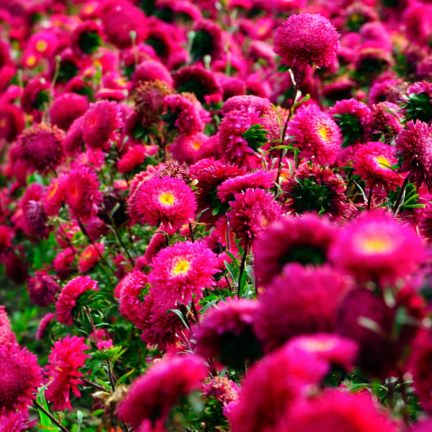 Sommeraster dunkelrot (Callistephus chinensis) Samen