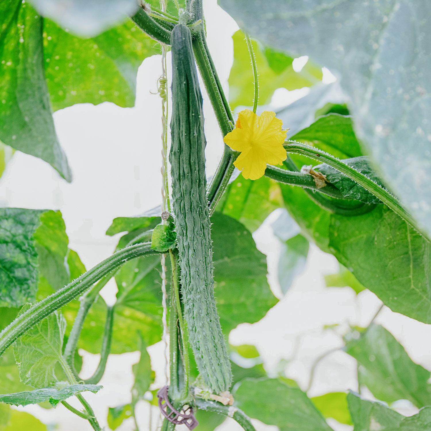 Saiko (Cucumis sativus) Samen