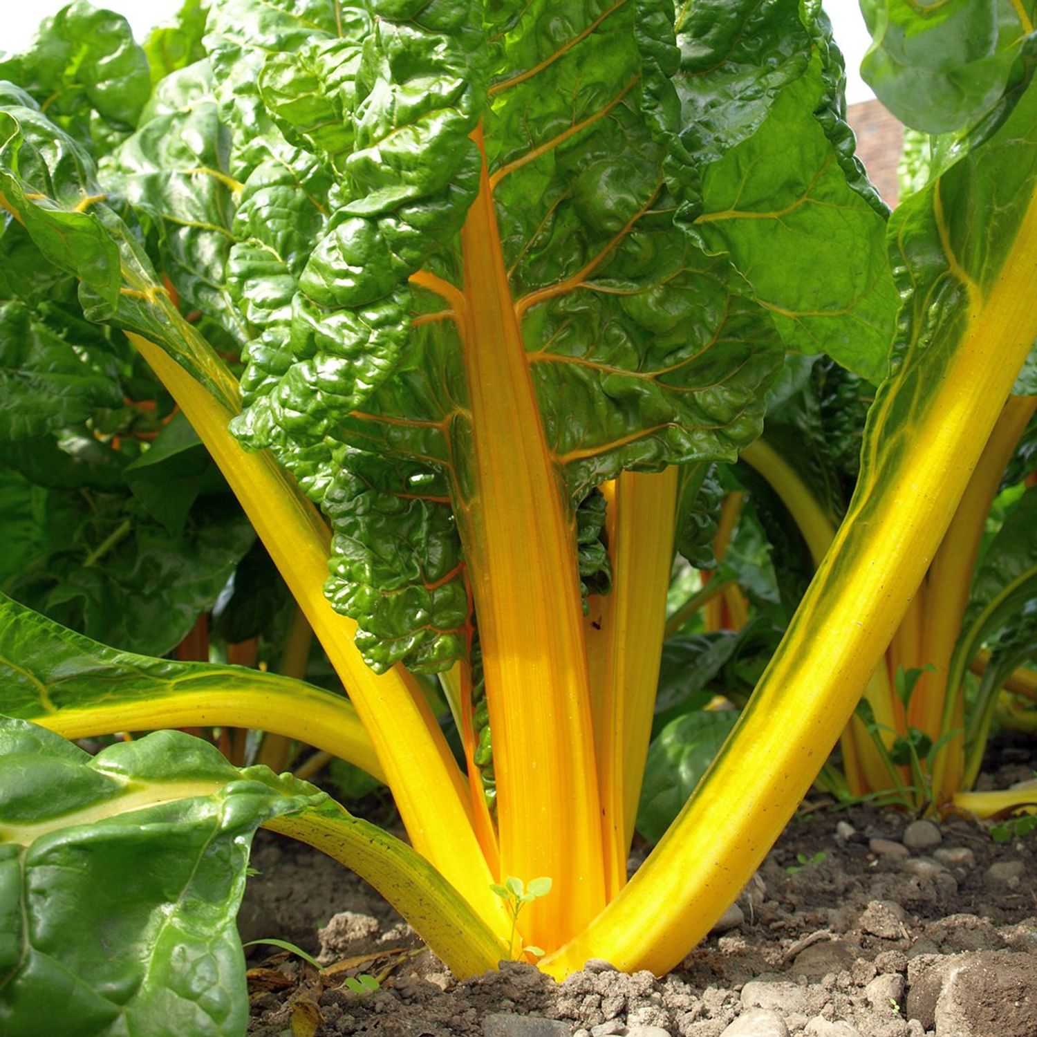 Bright Yellow (Beta vulgaris var. flavescens) Samen