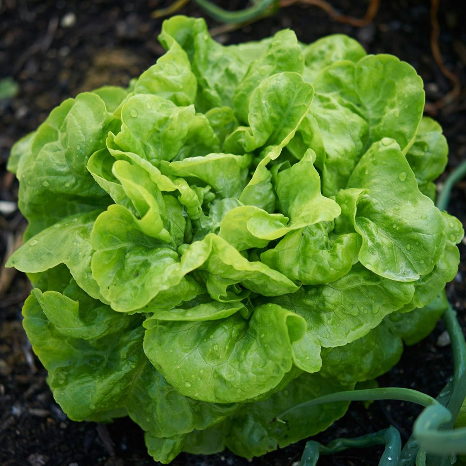 Augspurger (Lactuca sativa) Samen