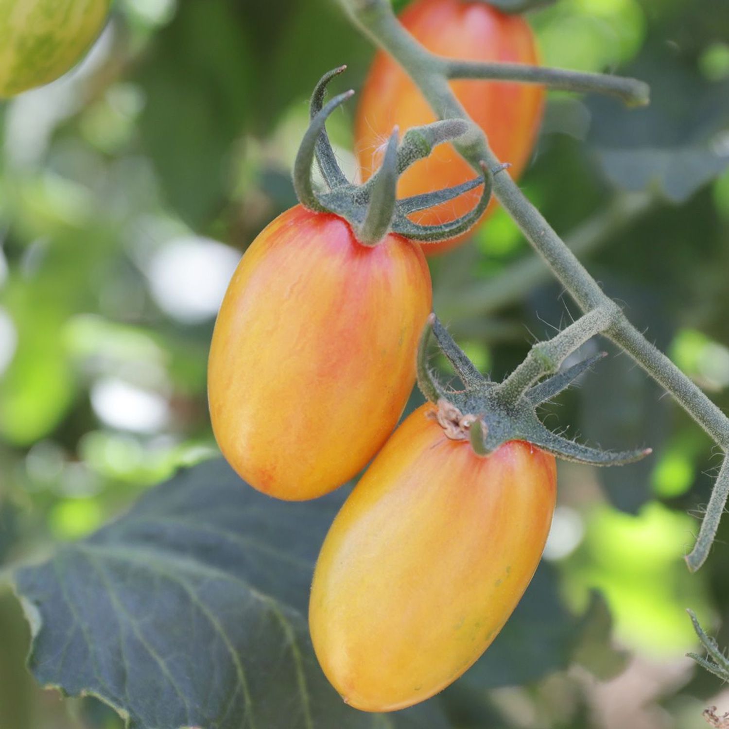 Blush Tiger (Solanum lycopersicum) Samen