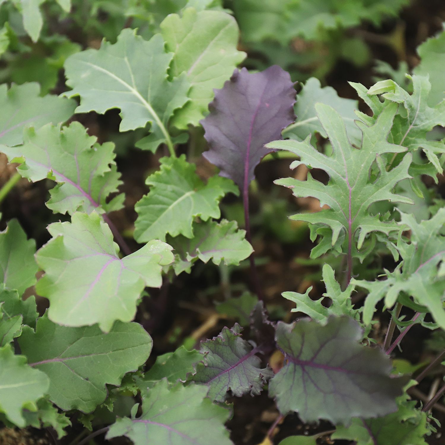 Babykale (Brassica oleracea var. sabellica) Samen