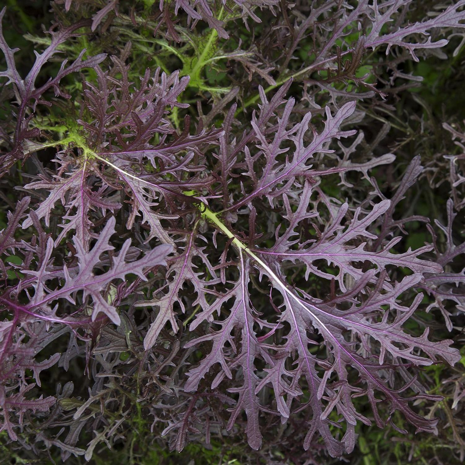 Moutarde Rouge Metis (Brassica rapa var. japonica) Samen