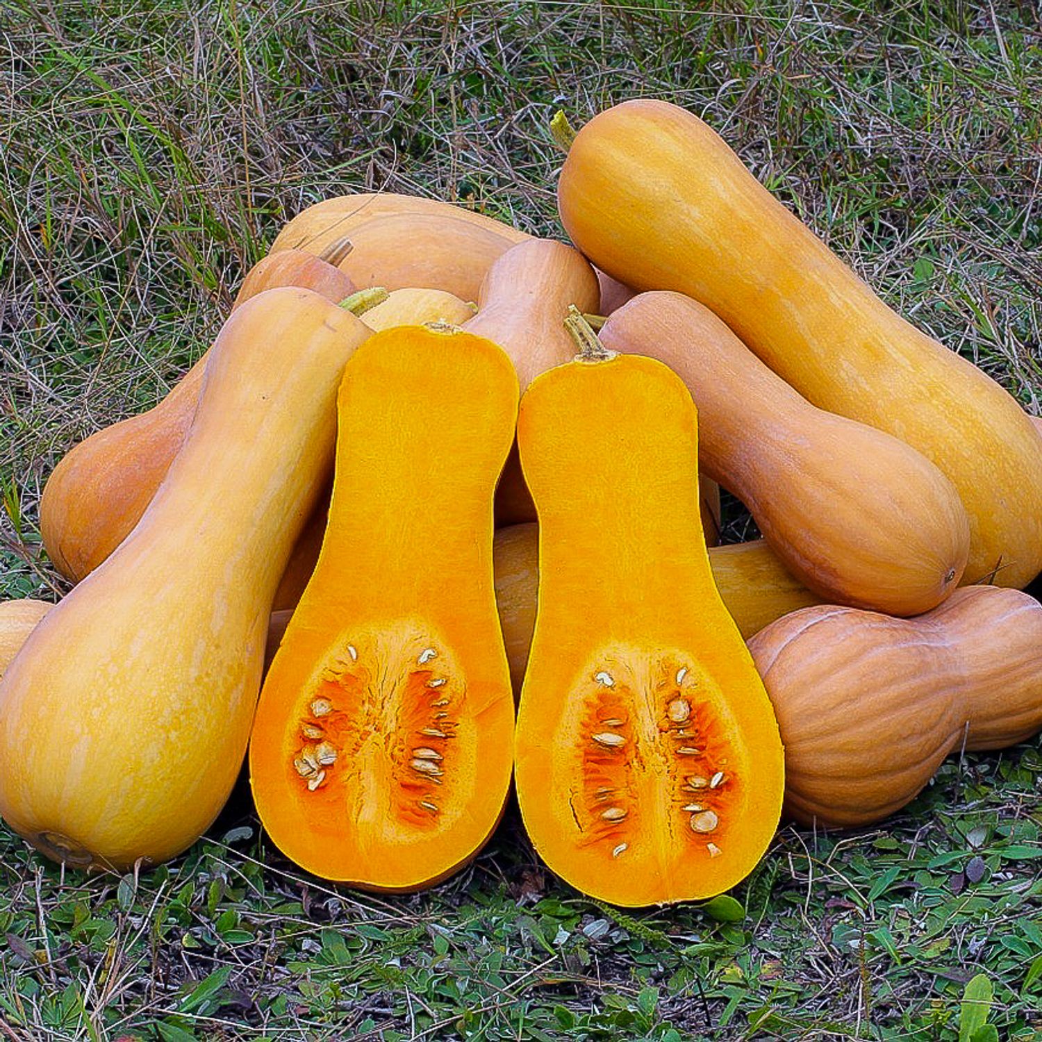 Butternut Waltham (Cucurbita moschata) Samen