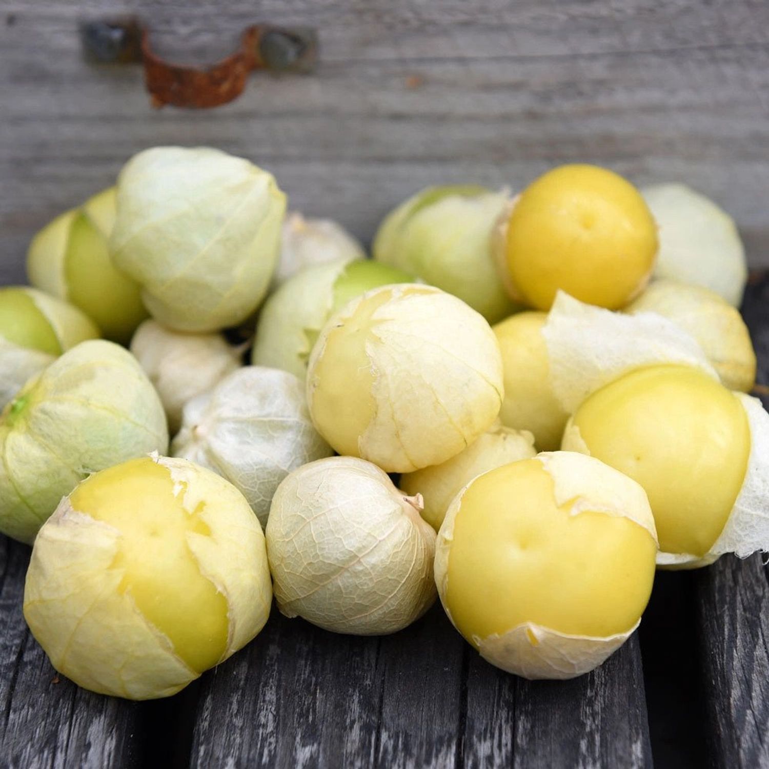 Tomatillo Amarylla (Physalis ixocarpa) Samen