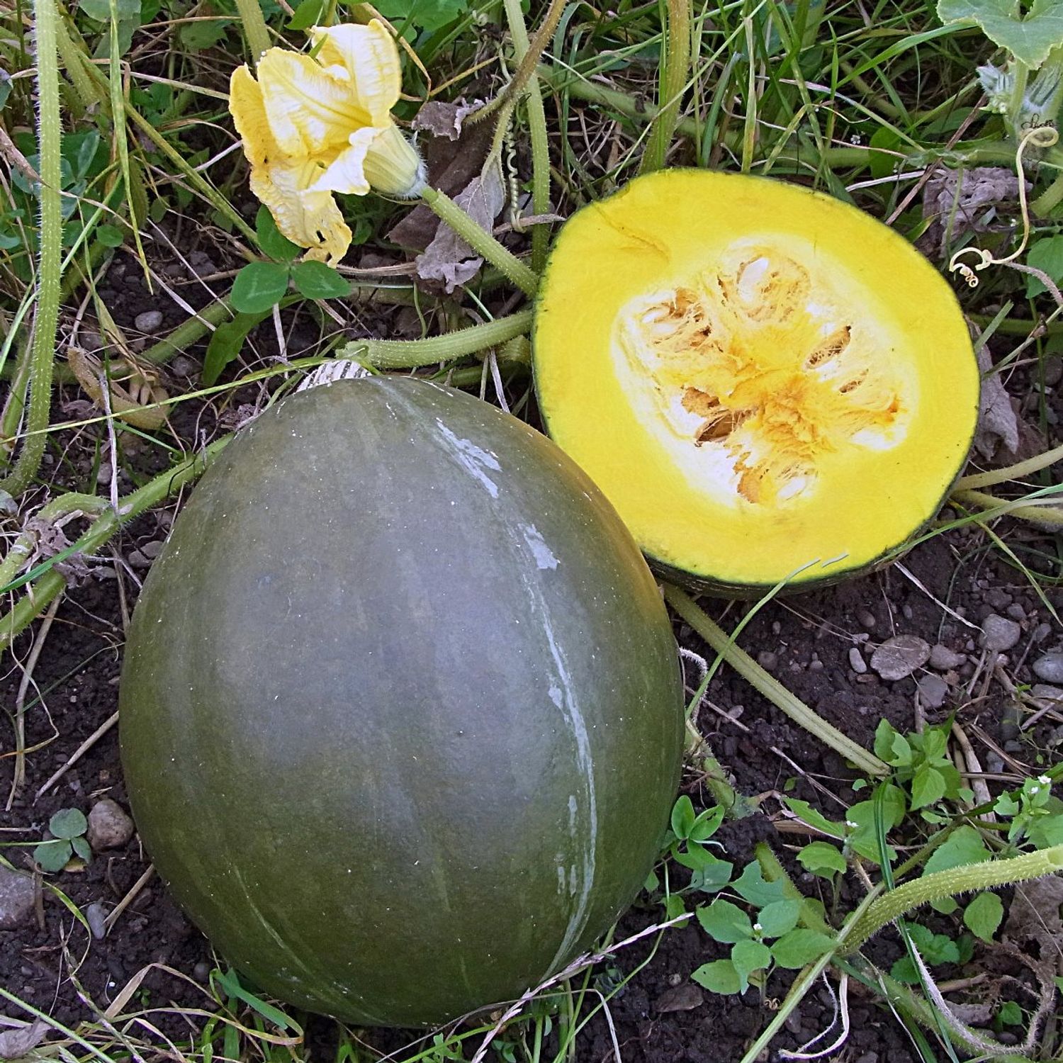 Vert Olive (Cucurbita maxima) Samen