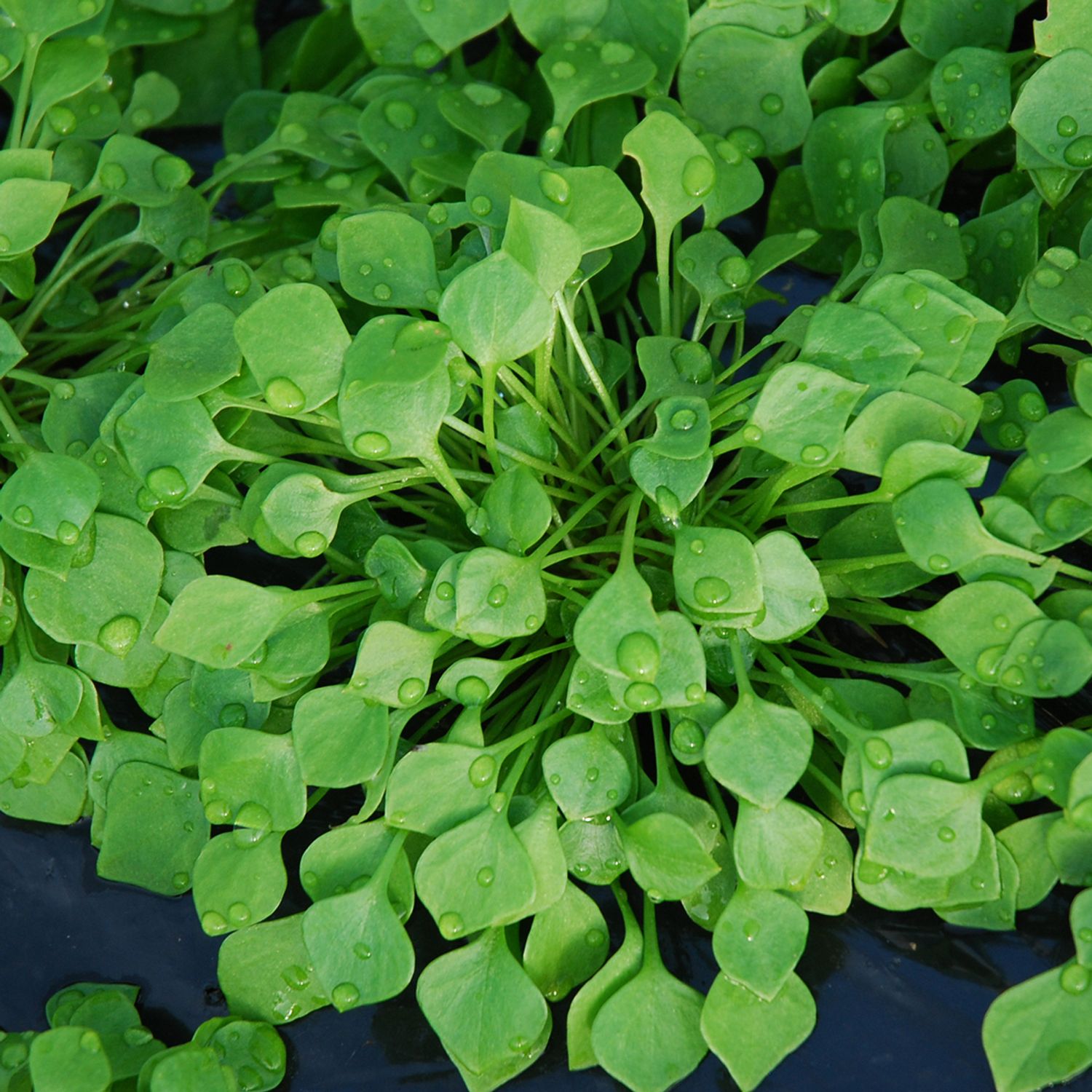 Winterportulak (Claytonia perfoliata) Samen