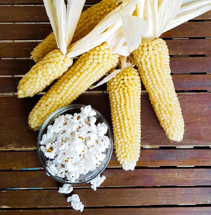 White Selection  Popcornmais - Altes & historisches Saatgut