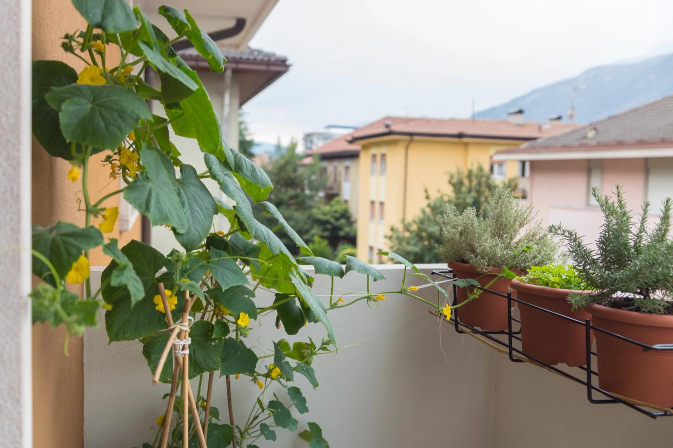 Gurkenpflanze auf dem Balkon