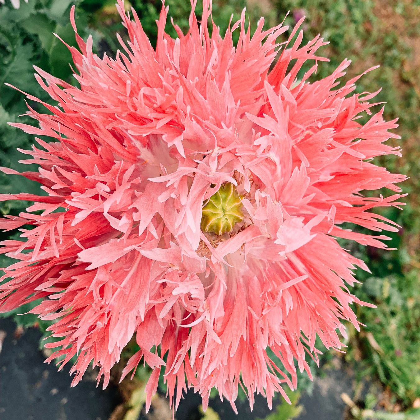Mohn, fransig  Blumen - Altes & historisches Saatgut