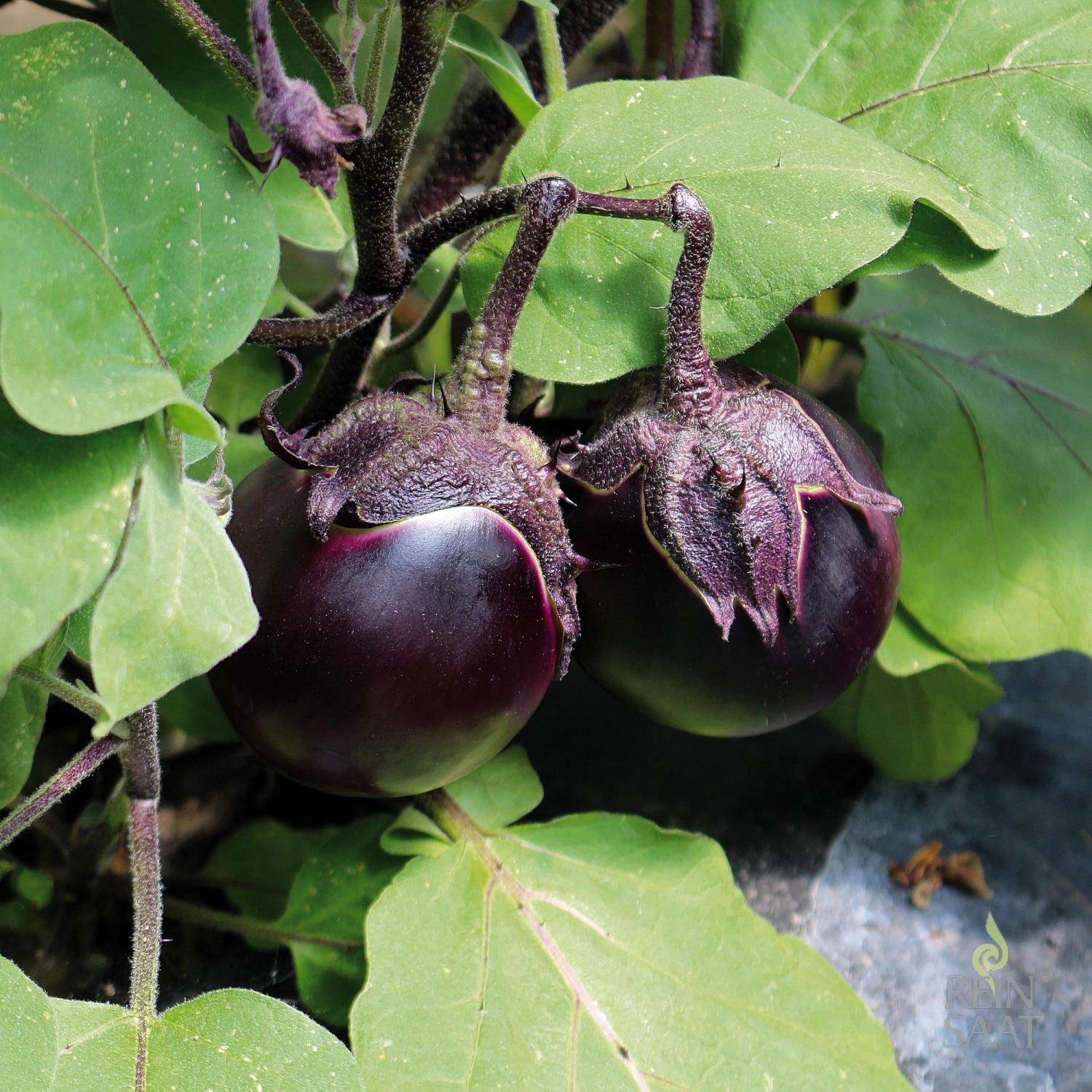 Kono (Solanum melongena) Samen