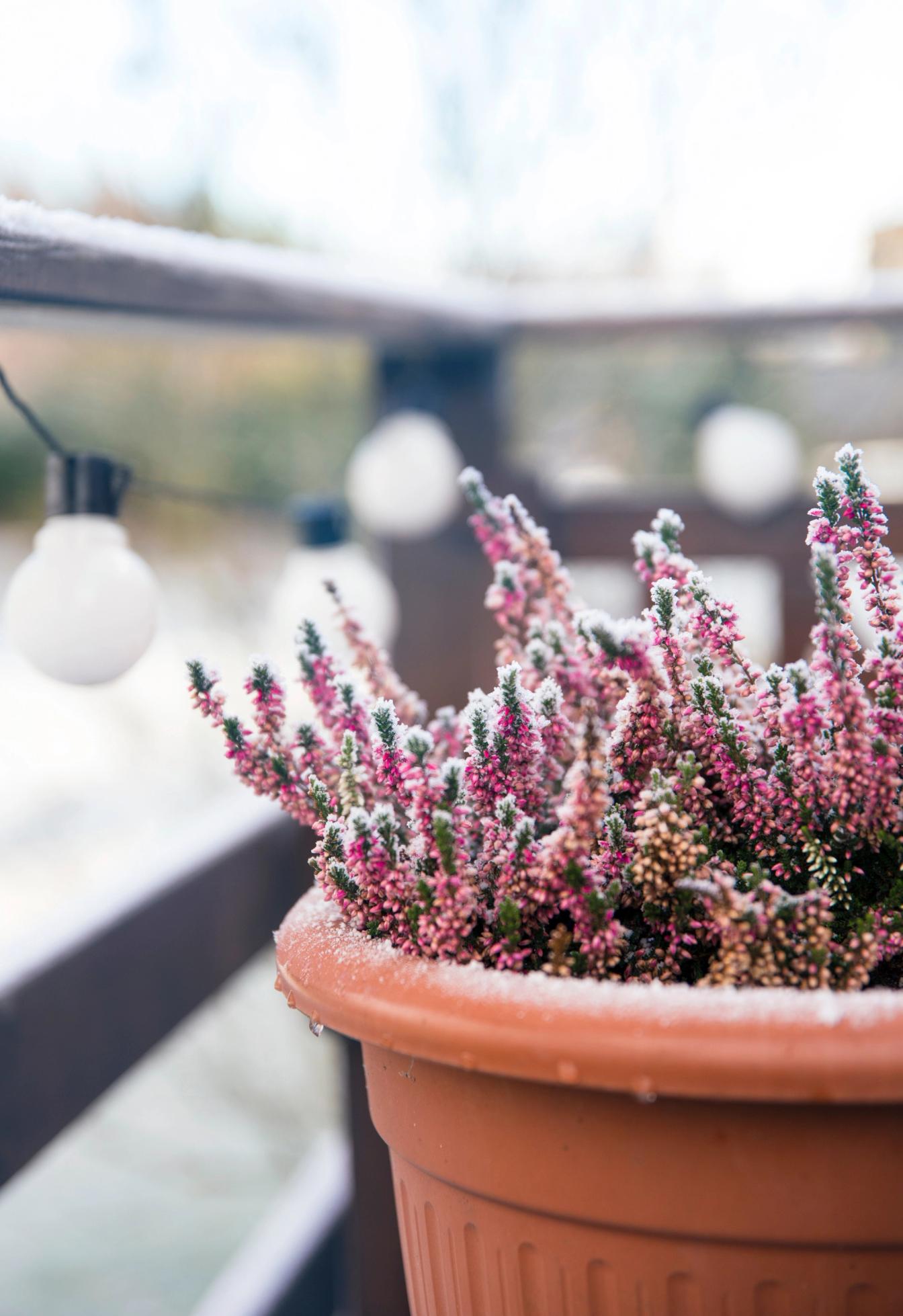 Schneeheide (Erica carnea) im Winter auf dem Balkon