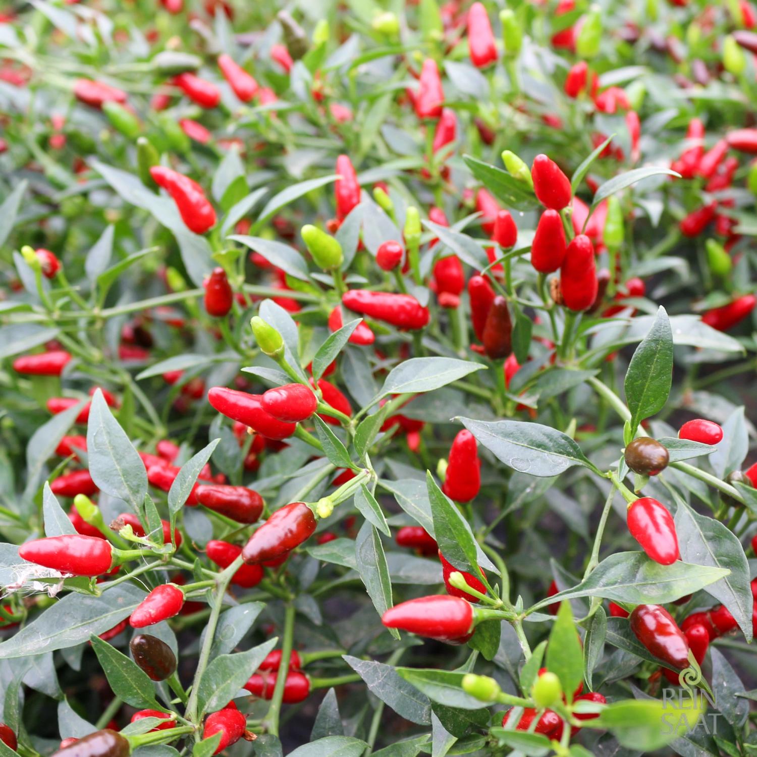 Thai Chili (Capsicum frutescens) Samen