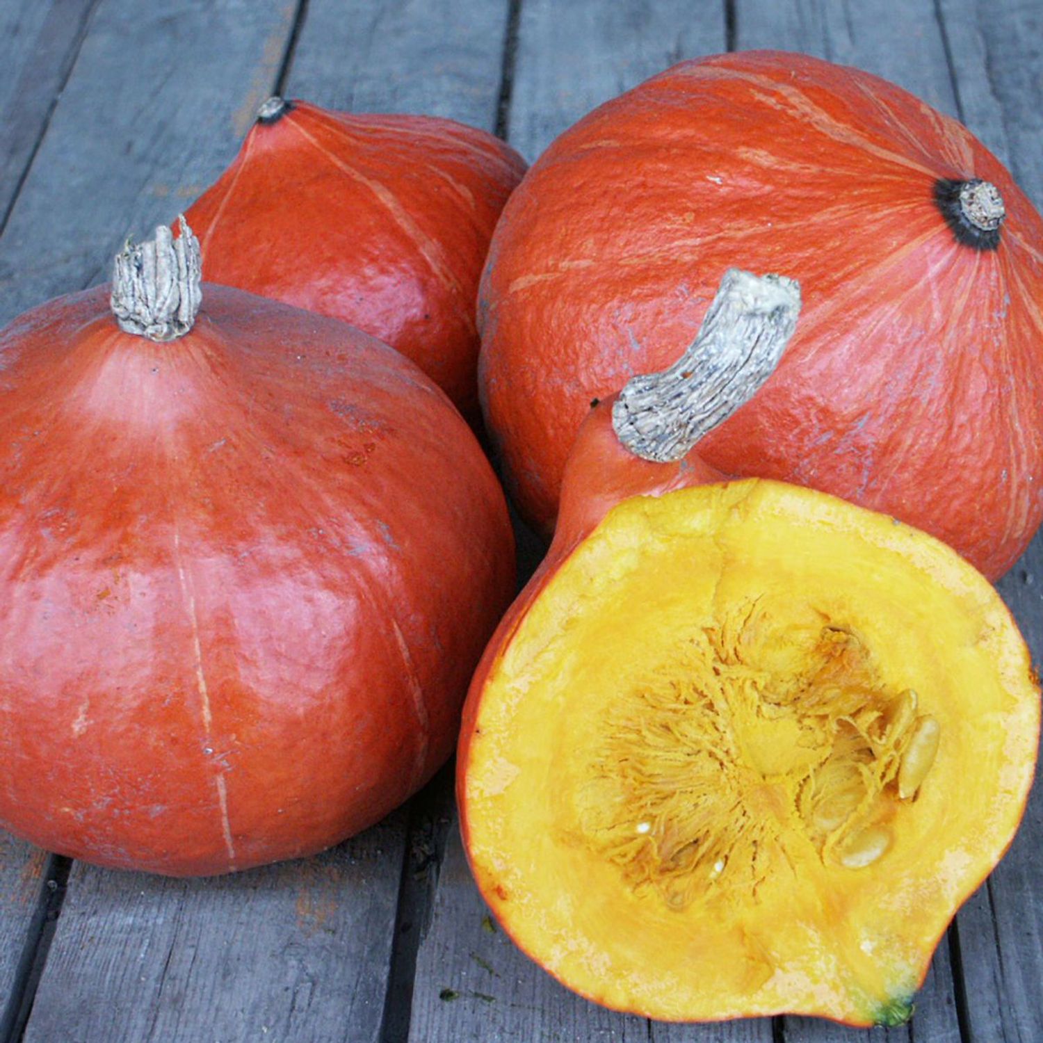 Red Kuri (Cucurbita maxima) Samen