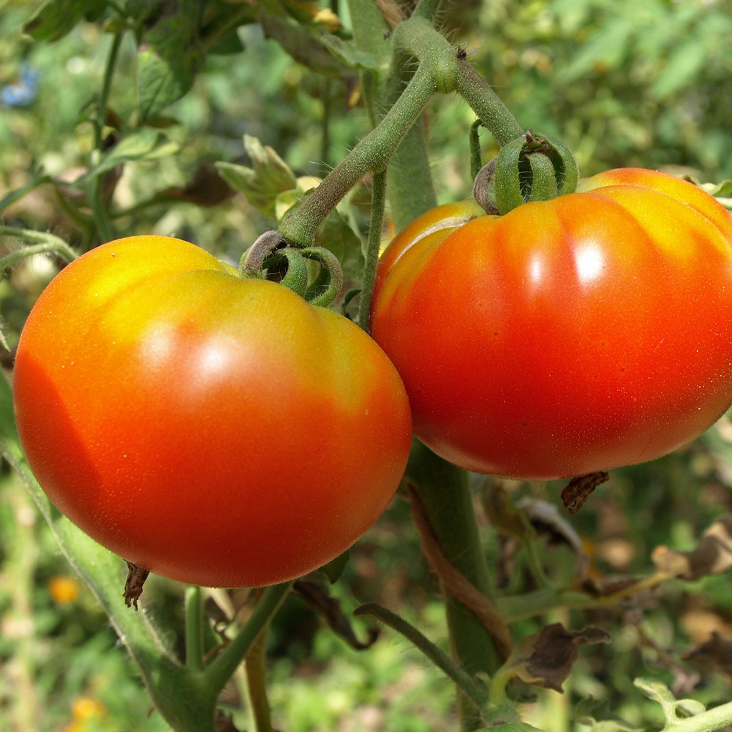 Rouge de marmande (Solanum lycopersicum) Samen