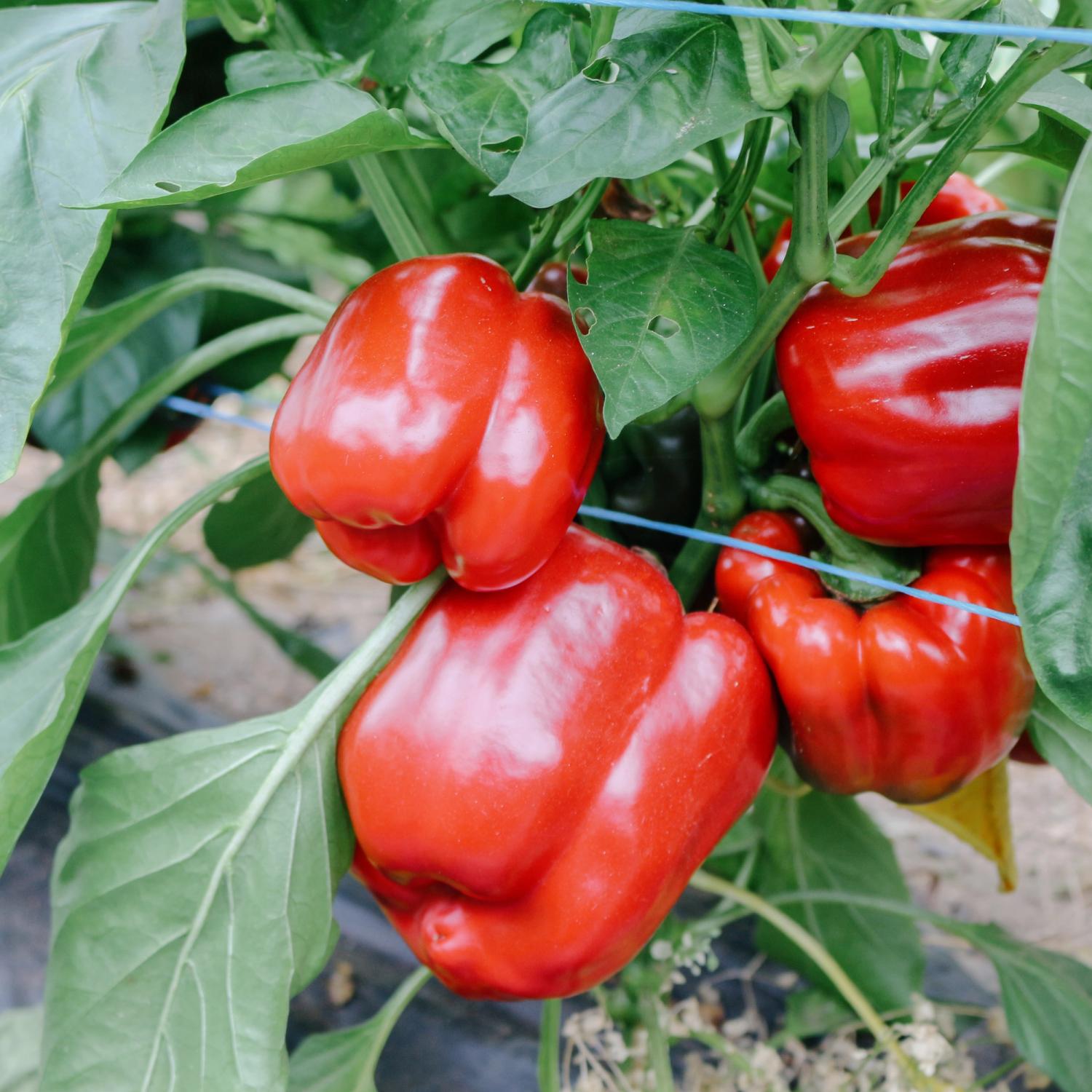 Maor (Capsicum annuum) Samen