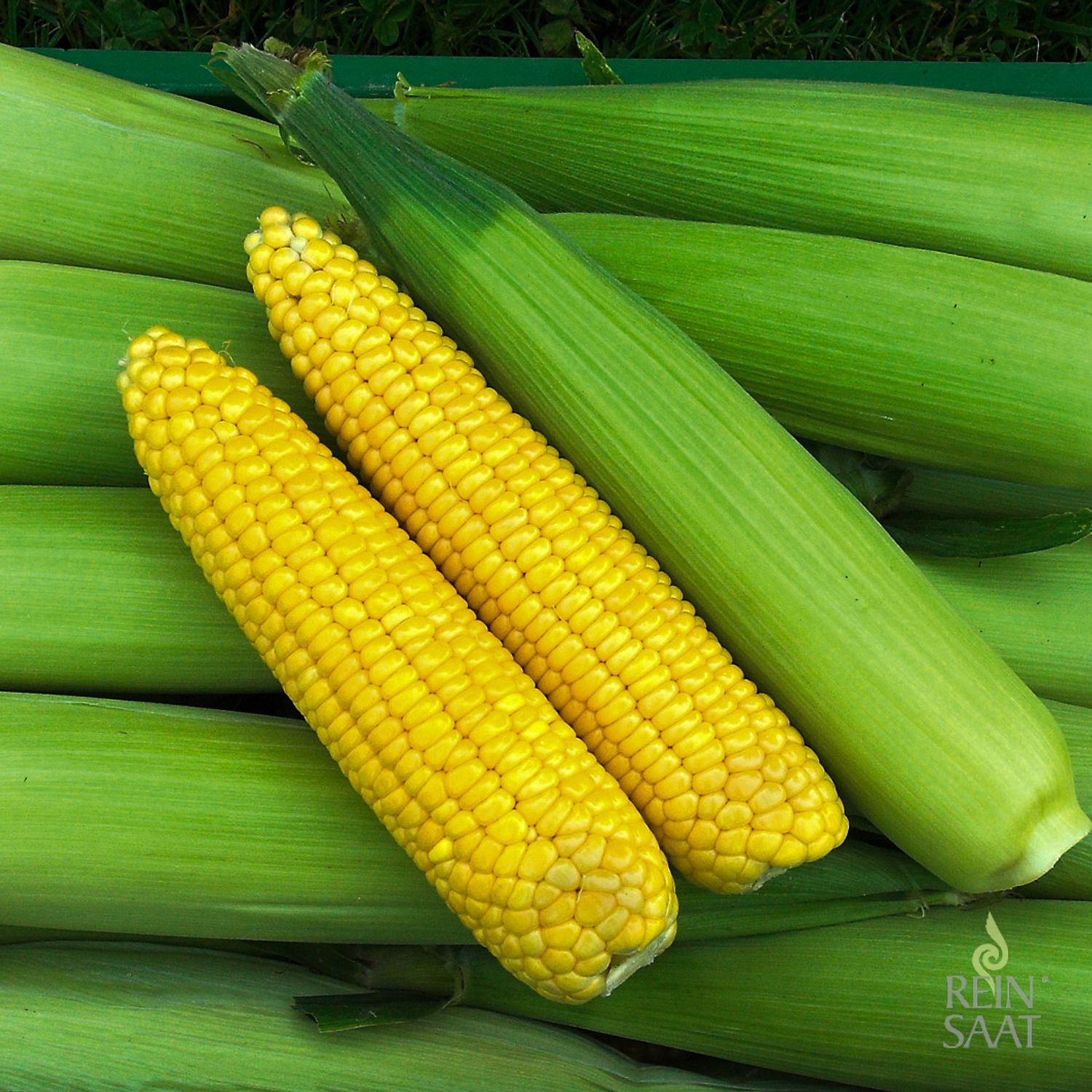 Golden Bantam (Zea mays) Samen