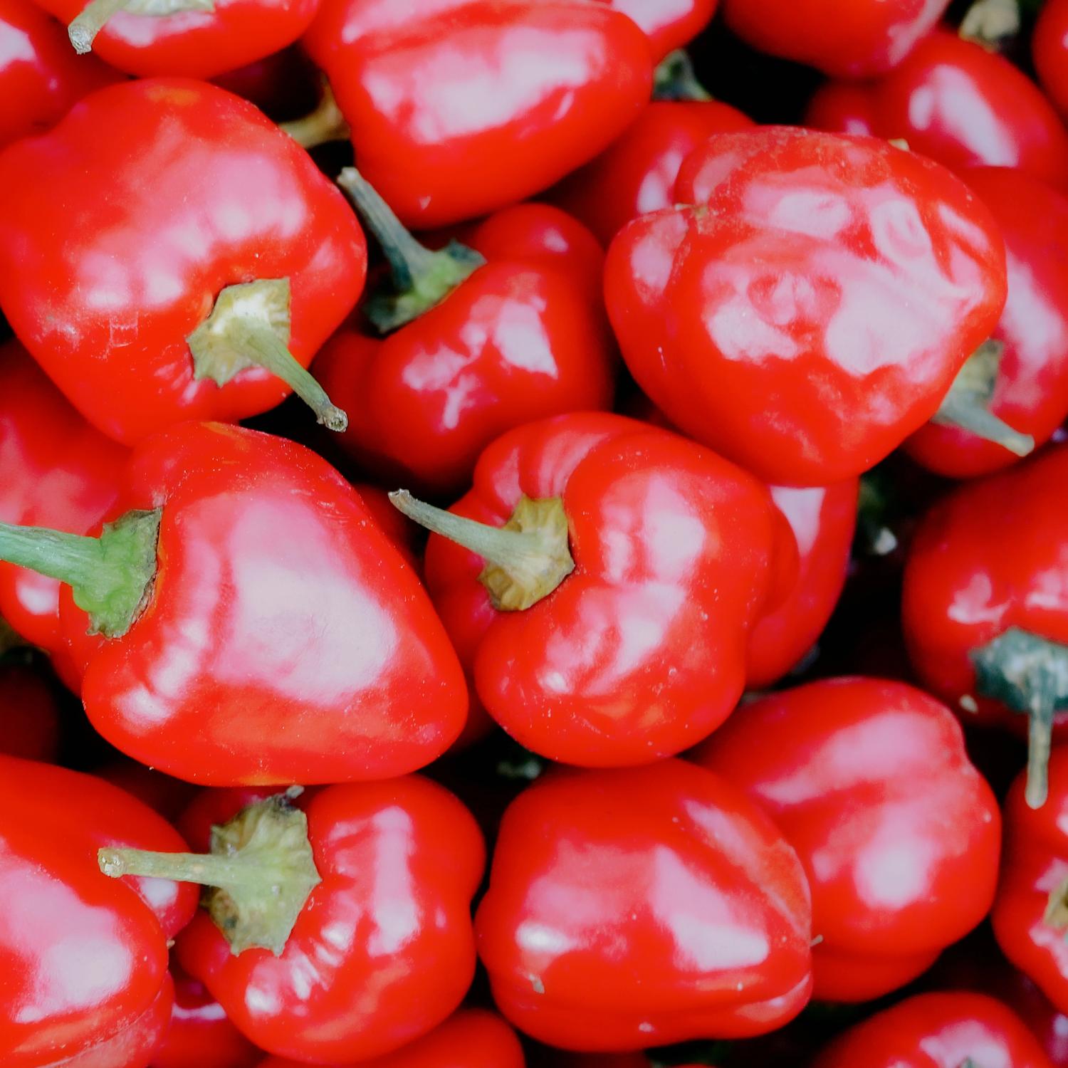 Merino (Capsicum annuum) Samen