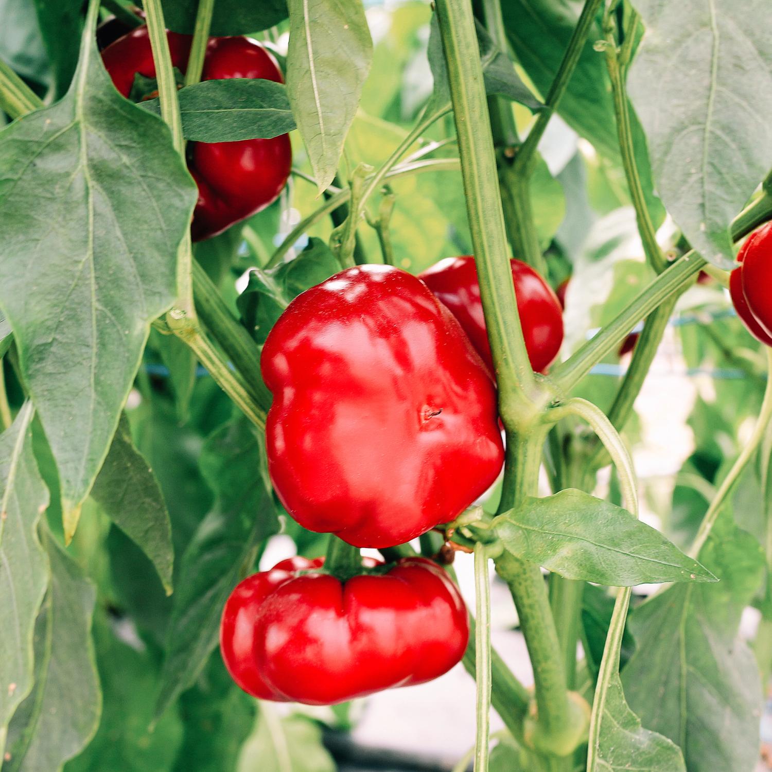 Rondero (Capsicum annuum) Samen