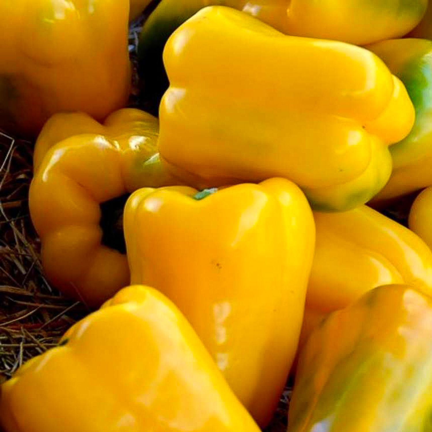 Quadrato d’Asti giallo (Capsicum annuum) Samen